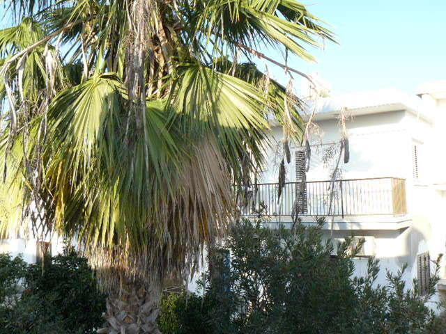 Apartamento Katalimata Court Ayia Napa Exterior foto